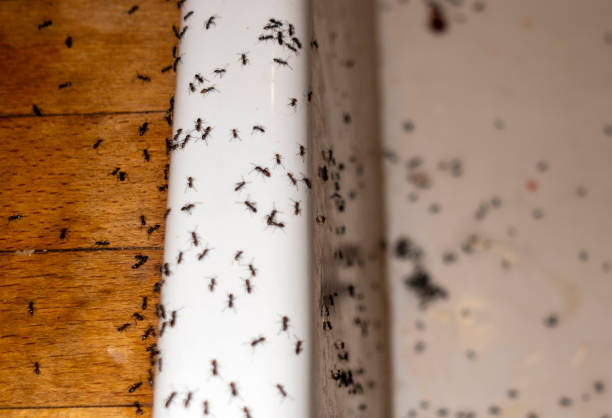 Best Bed Bug Extermination  in Cypress Lake, FL
